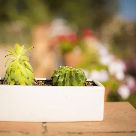 Il Delfino Дом отдыха